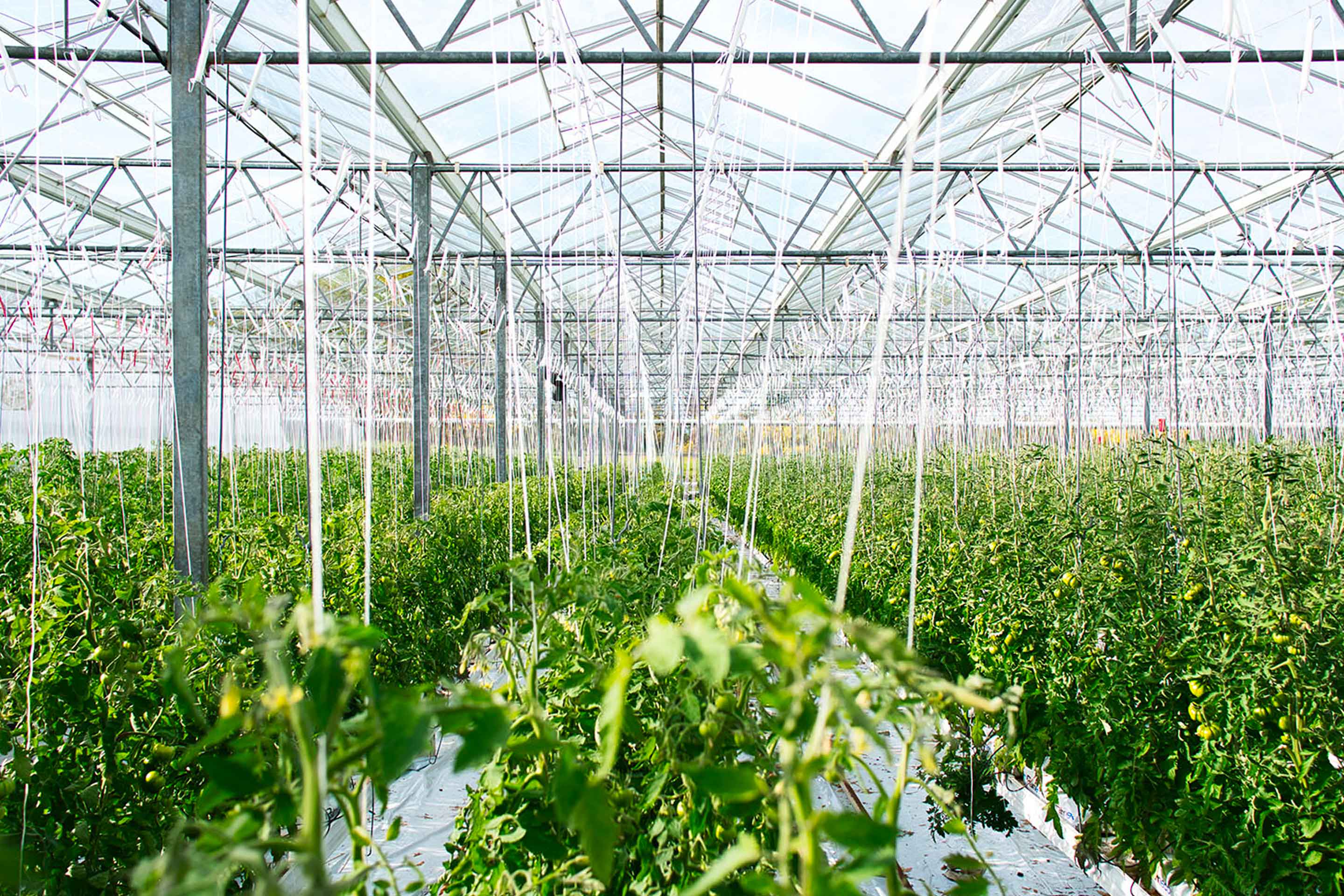 A greenhouse, which is one of the places you may surprisingly find a turbocharger