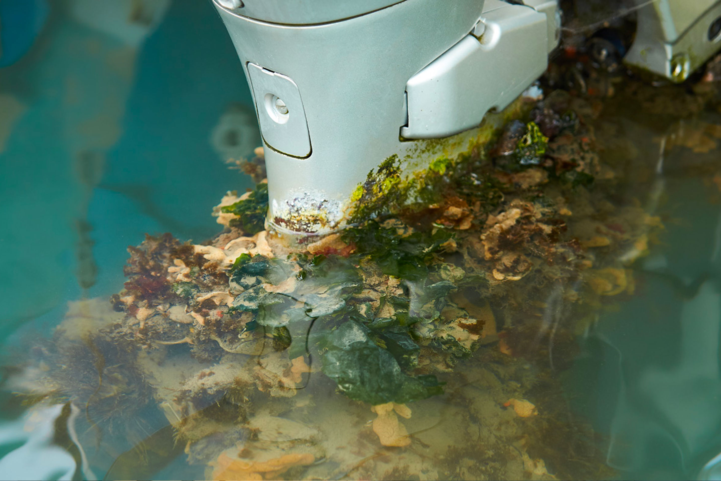 mussels attached to a ship