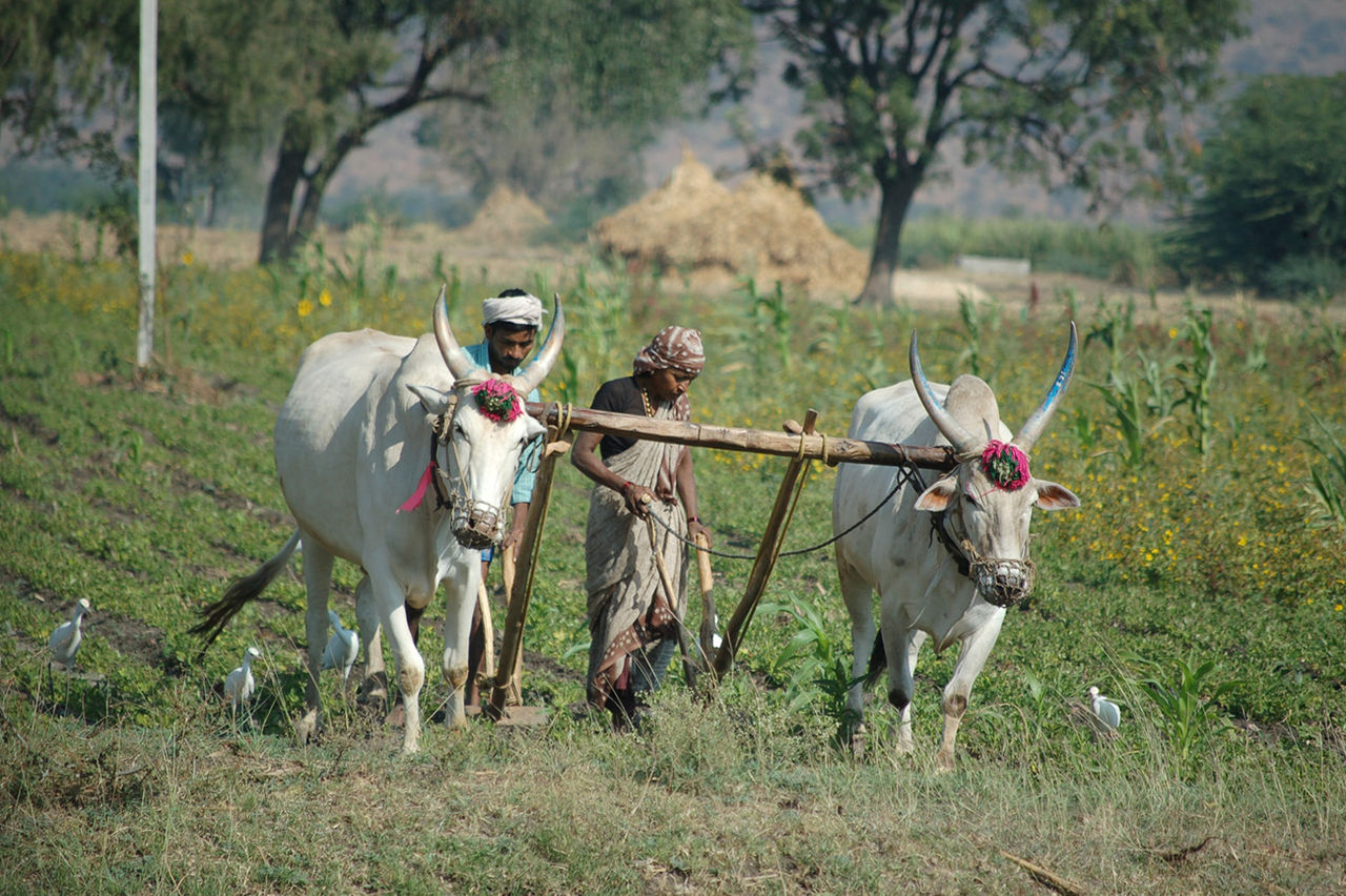 Humans started taming the wild ox and other animals for farming as long ago as 6,000 BCE