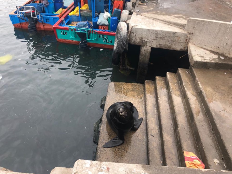 A friendly sea lion in the tiny shipping village of Ilo, Peru