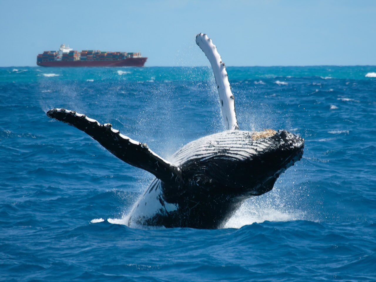 Accelleron has teamed up with nonprofit marine conservation organization Whale Guardians to develop a solution that will incorporate whaleprotection routing data into voyage optimization, making shipping safer for marine life. 