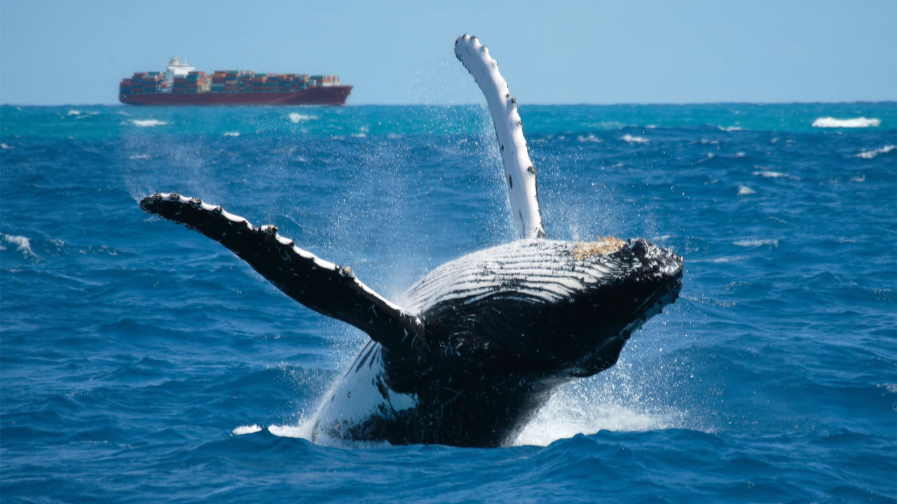 Accelleron media release -  Accelleron partners with Whale Guardians to improve whale‑safe navigation